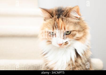 Curious cat looking at something while sitting on stairs in bright home. Relaxed fluffy calico kitty waiting or watching. 5 years old female calico or Stock Photo