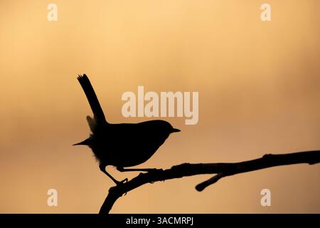 Silhouette of a wild, UK robin bird (Erithacus rubecula) perching isolated on a thin tree branch, backlit by a warm sunset glow. Stock Photo