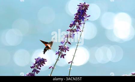 insect, pigeon tail, pigeon tail, carp tail, butterfly, hawkmoth, macroglossinae, macroglossum, hummingbird butterfly, hummingbird hawk moth, hairy Stock Photo