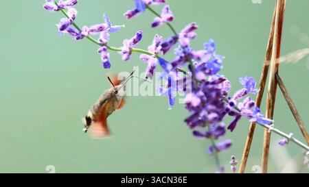 insect, pigeon tail, pigeon tail, carp tail, butterfly, hawkmoth, macroglossinae, macroglossum, hummingbird butterfly, hummingbird hawk moth, hairy Stock Photo