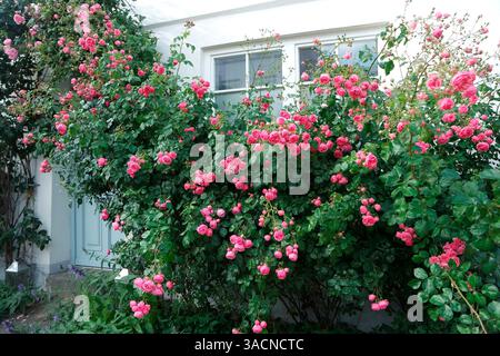 Pink roses in front of a white house wall Stock Photo