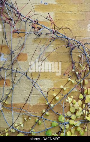 Background with brickwork, half-timbering and climbing plants, Stock Photo