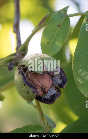 Close-up of a ripe walnut on the tree, Stock Photo