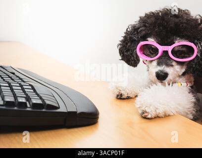 Smart dog with keyboard and pink eyeglasses. Funny puppy dog doing computer work on desk, working, shopping or studying. Female miniature poodle. Stock Photo