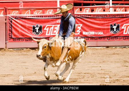 A Mexican Charro rides a bull at a charreria in Mexico City Stock Photo ...