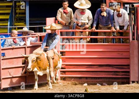 A Mexican Charro rides a bull at a charreria in Mexico City Stock Photo ...