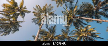 Looking up at the open sky through gently swaying palm tree leaves, this tranquil view captures the essence of tropical relaxation and natural beauty Stock Photo