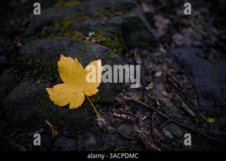 Yellow leaf resting on rock, serene detail, vibrant colors against rugged texture in peaceful nature. Forest ecology wallpaper, artistic closeup Stock Photo