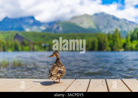 A lone duck stands on rustic wooden deck overlooking a tranquil lake with majestic mountains in the background, capturing peaceful wildlife and scene Stock Photo