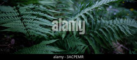 Wide panoramic view of layered green ferns forming a dense, backdrop of intricate natural patterns, tropical, botanical, or forest nature background Stock Photo