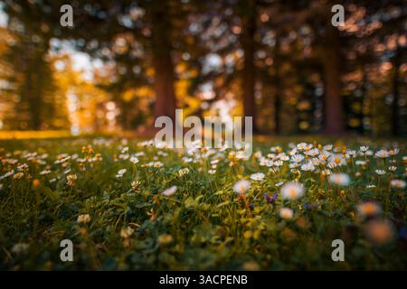 Peaceful closeup white chamomiles daisies background. Beautiful nature flowers. Abstract sunset field landscape of grass meadow on warm sun rays Stock Photo