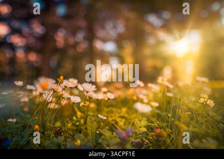 Peaceful closeup white chamomiles daisies background. Beautiful nature flowers. Abstract sunset field landscape of grass meadow on warm sun rays Stock Photo