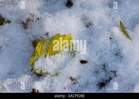 An autumn leaf of the common hazel, Corylus avellana, in the snow Stock Photo
