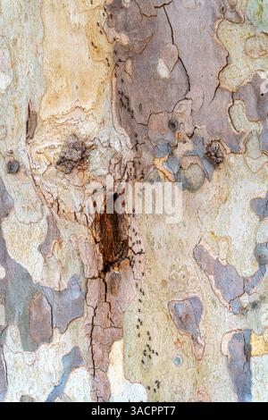 Full frame plane tree bark detail including an ant trail seen from above Stock Photo