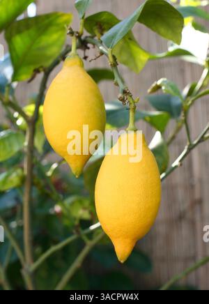Two ripe lemons hanging from a vibrant lemon tree branch, showcasing their bright yellow color and ready for harvest Stock Photo