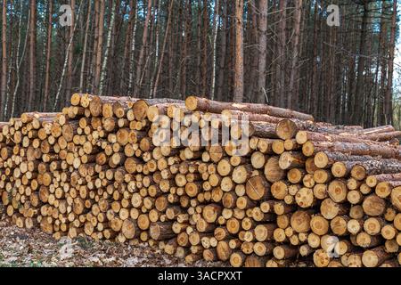 Freshly cut logs with bark stacked along a forest road, nestled between trees in a natural woodland setting. Stock Photo