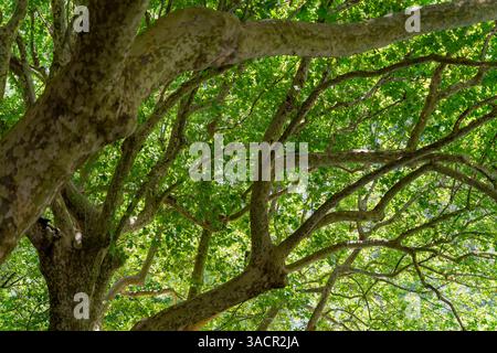 Some plane tree branches seen in the Provence region of southern France Stock Photo