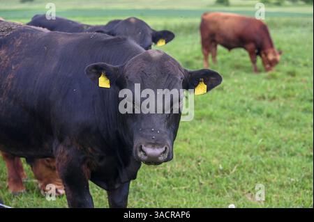Black cow stands with herd on a green pasture Stock Photo