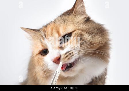 Cat Owner Medication Administration And Veterinary Care Reference: Cat Licking Liquid Medication From Syringe Pet Owner Administering