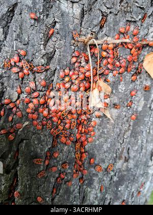 Common Fire Bug,Pyrrhocoris apterus,Lime tree bark Stock Photo - Alamy