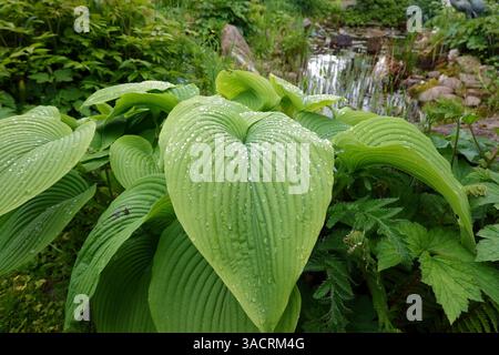 Raindrops on the leaves of a funkia (Hosta, Funkia) Stock Photo