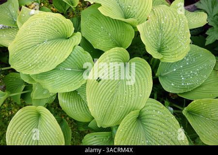 Raindrops on the leaves of a funkia (Hosta, Funkia) Stock Photo