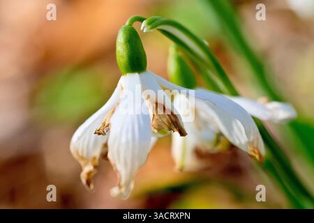 Snowdrop or Snowdrops (galanthus nivalis), close up focusing on a single dying or dead flower of the common spring plant, its petals turning brown. Stock Photo