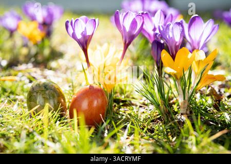 Crocuses in the spring sun with colorful easter eggs on a meadow Stock Photo