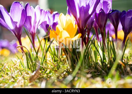 Crocuses in the spring sun with colorful easter eggs on a meadow Stock Photo