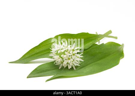 Wild garlic leaves with flowers on a white background Stock Photo