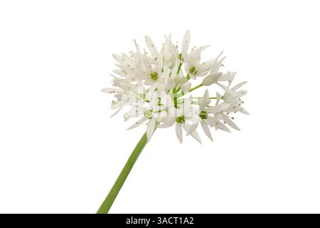 Wild garlic flower isolated on a white background Stock Photo