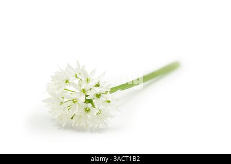 Wild garlic flower isolated on a white background Stock Photo