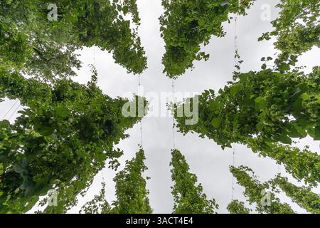 Hops from the frog's perspective Stock Photo
