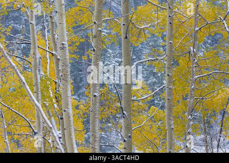 USA, Colorado, Grand Mesa. Aspen trees in winter. ©Don Paulson / Jaynes Gallery / DanitaDelimont.com Stock Photo