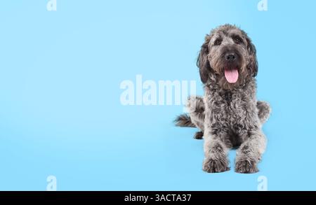 Large dog lying on blue background while looking at camera. Full body of cute fluffy puppy dog with pink tongue sticking out. Confident or happy body Stock Photo