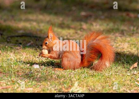 Squirrel sits on the grass in the park and eats a nut. Animal portrait. Stock Photo
