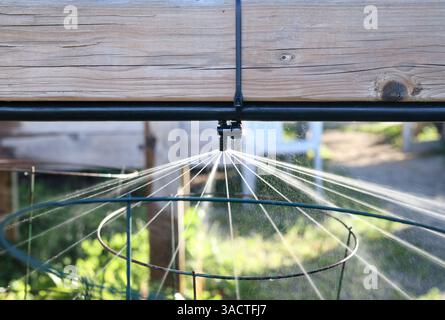 Overhead irrigation system or sprinkler for garden bed. Focus on sprinkler. Close up of sprinkler head nozzle spraying water. Efficient watering autom Stock Photo
