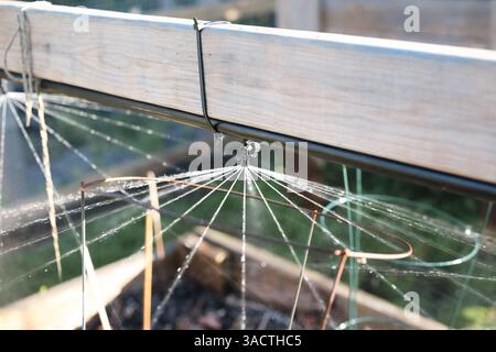 Overhead irrigation system or sprinkler for garden bed. Focus on one sprinkler. Close up of sprinkler head nozzle spraying water. Efficient watering a Stock Photo