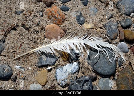 White feather on pebbles on the beach Stock Photo