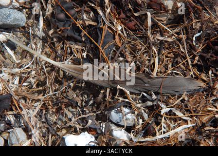 Brown feather beach find Stock Photo