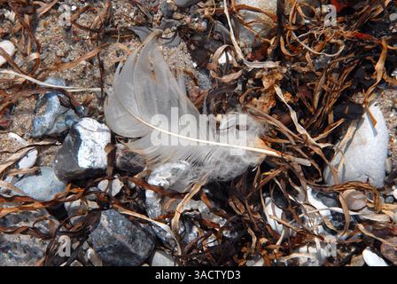 White feather on dried seaweed and pebbles on the beach Stock Photo