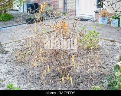 Corkscrew hazel (latin name: Corylus avellana 'Contorta') with pendent yellow male catkins in early spring Stock Photo