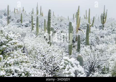 Arizona, Pima County. Sonoran Desert with snow Stock Photo
