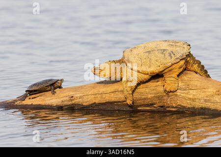 Common snapping turtle on log with painted turtle in wetland, Marion County, Illinois. Stock Photo
