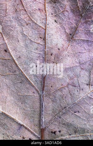 dried leaf of an oakleaf hydrangea, background image Stock Photo