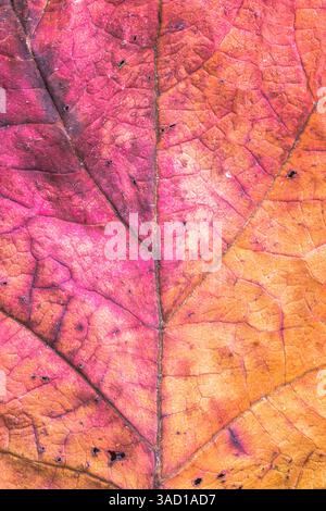 dried leaf of an oakleaf hydrangea, background image Stock Photo