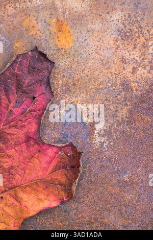 dried leaf of an oakleaf hydrangea, background image Stock Photo