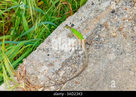 Sicilian wall lizard (Lacerta wagleriana) sitting on a rock, Vendicari, Noto Valley, Sicily, Italy Stock Photo