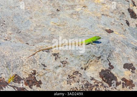 Sicilian wall lizard (Lacerta wagleriana), sitting on a rock, Avola, Noto Valley, Sicily, Italy Stock Photo