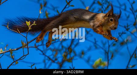 Red squirrel jumping in the trees. Stock Photo